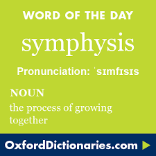 Afrikaans word albanian word arabic word bengali word chinese word croatian word czech word danish word dutch word english word finnish word french word german word greek word hindi word hungarian word. Symphysis Definition Of Symphysis In English From The Oxford Dictionary Uncommon Words Rare Words Cool Words