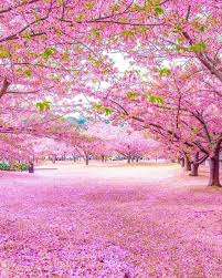 Check spelling or type a new query. Cherry Blossoms Wallpaper Alam Yang Indah Wallpaper Alam Taman Indah