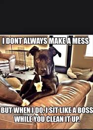 Attack Of The Funny Animals 32 Pics Funny Animals Funny Dogs Funny Animal Pictures