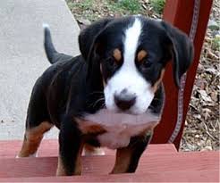 Puppy laws vary from state to state and it is important that you research what dog breed will best suit you as an owner. Greater Swiss Mountain Dog Puppies Breeders Mountain Dogs Greater Swiss Mountain Dog Swiss Mountain Dogs Swiss Mountain Dog Puppy