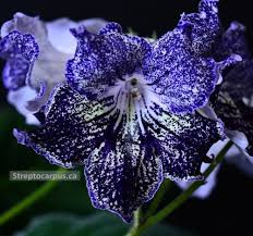 Image result for Streptocarpus buchananii