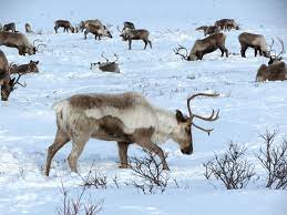 Apakah daerah ini termasuk iklim am, aw atau af bila ch setahunnya 1831 mm. Kenali Habitat Hewan Kutub Tundra Taiga Hutan Iklim Sedang Dan Hutan Tropis Yuk Semua Halaman Bobo