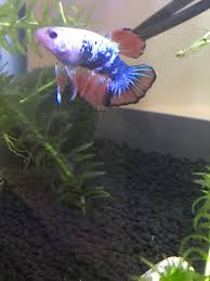 Is My Betta Bloated Bettafish