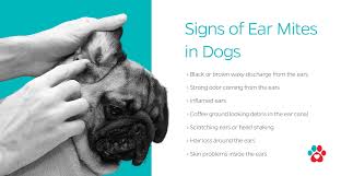 Image result for scabies dog ear