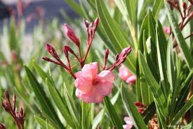 Image result for Nerium oleander