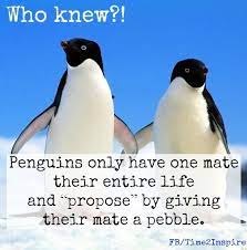 These penguins can migrate over 70 miles to reach breeding ground in peak winter season. Penguin Love Quotes Quotesgram