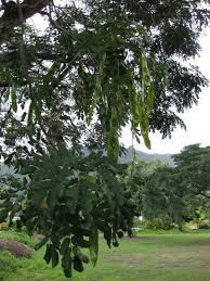 Image result for Albizia lebbeck