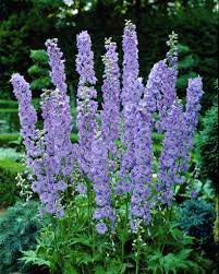 Delphinium Pacific Giant Guinevere Premier Seeds Direct