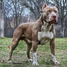 Il cane (canis lupus familiaris linnaeus, 1758) è un mammifero appartenente all'ordine carnivora, della famiglia dei canidi.con l'avvento dell'addomesticamento si è distinto dal lupo di cui è considerato una sottospecie (o, dalla maggior parte degli autori, una forma neotenica). Dogo Argentino Mix Pitbull