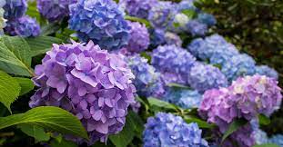 From The Best Soil Conditions To Pruning Tips Two Gardeners Share Their Advice On Achieving Bigger B Hydrangea Care Growing Hydrangeas Hydrangea Not Blooming