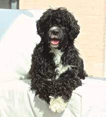 Pin By Janice Newman Pierce On Cao De Agua Portugues Portuguese Water Dog Portuguese Water Dog Portugese Water Dogs Dog Print Art