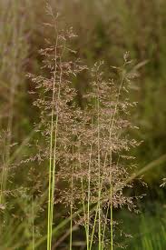 Image result for Agrostis quinqueseta