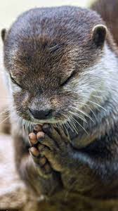 Kurban Oldugum Allahim Sanki Hayvan Sana Elde Etdiyi Her Seyicin Sukur Ediyo Cute Animals Animals Baby Animals