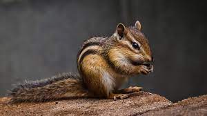 Maybe you would like to learn more about one of these? What Do Chipmunks Eat And What Should You Feed Them As Pets