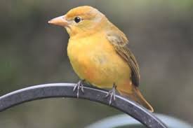 Molting immature males can be patchy yellow and red. Female Summer Tanager Feederwatch