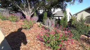 Plant this small flowering shrub in a perennial border or as a low hedge. Bright Red Autumn Sage Salvia Greggii Youtube