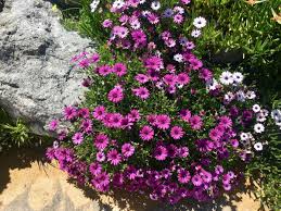 Image result for Dimorphotheca