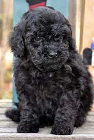 11 Ald Breeder Ideas Labradoodle Australian Labradoodle Labradoodle Breeders