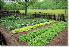 We will use organic and sustainable methods to the degree feasible. North Carolina Home Vegetable Garden Farm Gardens Garden Planter Boxes
