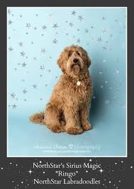 Lizzie is another one of our daisy's sweet puppies that has stayed a part of our freedom labradoodle's family via a guardian home. Labradoodle Eugene Oregon Puppies Litters