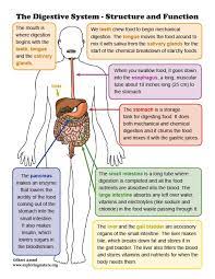 Digestive System Structure And Function Mini Poster Digestive System Digestive System For Kids Digestive System Diagram