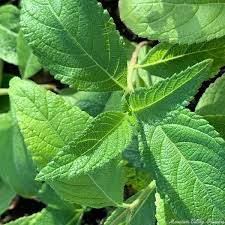 Image result for Lippia