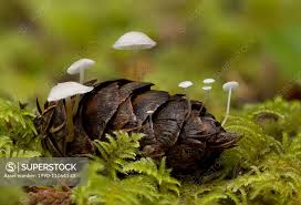 Image result for Strobilurus conigenoides