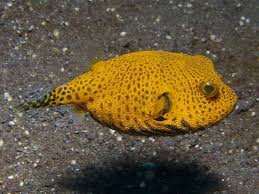 Pin On Wild Beautiful Under Water