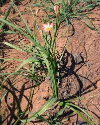 Image result for Moraea