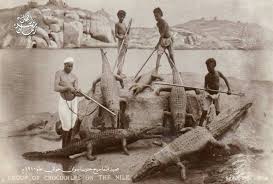 صورة تبين عملية صيد التماسيح جنوب مدينة اسوان حوالي عام 1910 م تقريبا Old Egypt Egyptian History Egypt