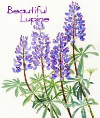 Pin Van Sjannie Op Beautiful Lupine Bloemen Schilderij Bloemen Schilderen Aquarel Bloemen