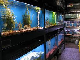 Best Pet Stores South Of Boston Cbs Boston
