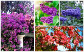 We did not find results for: 10 Beautiful Drought Tolerant Shrubs Garden Lovers Club