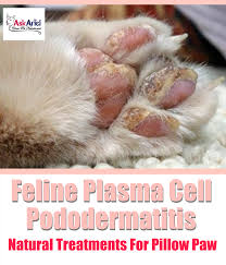 Anemia of chronic disease refers to having low levels of red blood cells as a result of autoimmune diseases (diseases in which. Feline Plasma Cell Pododermatitis Treatments Natural Treatments For Pillow Paw Cat Health Problems Autoimmune Holistic Treatment
