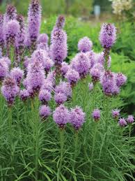 Maybe you would like to learn more about one of these? Kobold Blazing Star Liatris Splicata Johnson S Gardens Cedarburg Wi