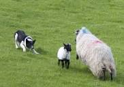 Joyce Country Sheepdogs - Sheepdog Demonstration Connemara ...