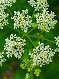 Image result for Conium