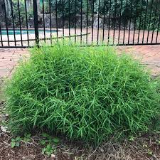 Image result for Pogonatherum paniceum
