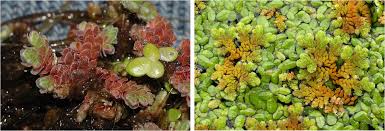Image result for Azolla nilotica