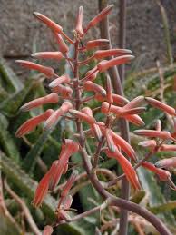 Image result for Aloe zebrina