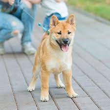 I welcome all shiba inu owners and owner wannabees to join and i hope that our meetups will be fun for us as well as for our furry friends. 1 Shiba Inu Puppies For Sale In Houston Tx Uptown