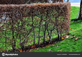 Image result for hornbeam hedge in winter
