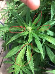 Maybe you would like to learn more about one of these? Week 3 Of Flower Noticing These Brown Spots Isolated To Leaves Around This Bud Site Nowhere Else On The Plant Or Any Of My Other Plants Thoughts Outdoorgrowing