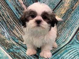 Learn about the akc shih tzu standard, shih tzu grooming, shih tzu haircuts, shih tzu health issues, shih tzu dog food, shih tzu training and puppy mills. Shih Tzu Puppies Petland Bradenton
