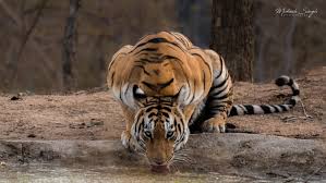 Master tigress is a warrior under the tiger style of kung fu. Click It Select Durga The Tigress By Mukesh Kumar