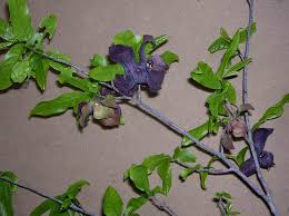 Image result for Monodora junodii