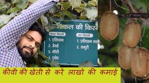 Free sex, free porn, free direct download. How To Start Kiwi Cultivation Complete Technical Knowledge In Hindi Youtube