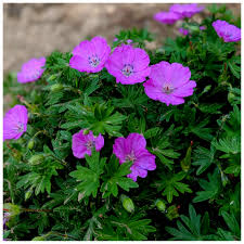 Image result for Geranium sanguineum Max Frei