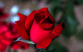 صور ورد حب الحب واجمل هدايا الورود للتعبير عن الحب احساس ناعم