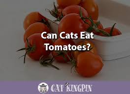 When we decide to bring a cat into our home, we accept responsibility for their entire well being. Can Cats Eat Tomatoes Cat Kingpin